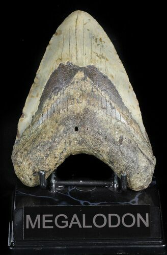 Bargain Megalodon Tooth - North Carolina #45504